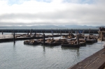 Lions de mer au Pier 39