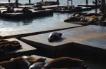Lions de mer au Pier 39
