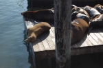 Lions de mer au Pier 39