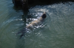 Lions de mer au Pier 39
