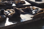 Lions de mer au Pier 39