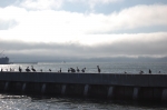 Pélicans au Pier 39