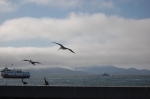 Pélicans au Pier 39