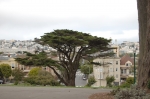 Alamo Square, cyprès de Monterey
