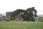 Alamo Square, cyprès de Monterey