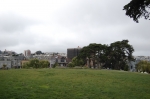 Alamo Square, cyprès de Monterey