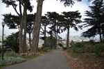Alamo Square, cyprès de Monterey