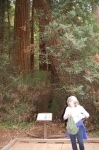 Muir Woods