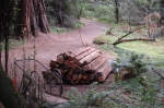 Muir Woods
