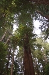 Muir Woods