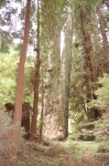 Muir Woods