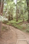Muir Woods