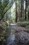 Muir Woods
