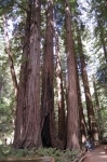 Muir Woods