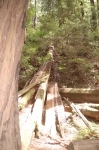 Muir Woods