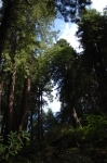 Muir Woods