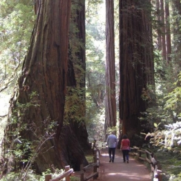 Muir Woods