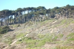 Ocean Beach