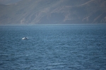 Vue de Baker Beach et dauphins