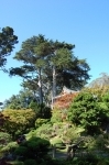 Golden Gate Park, Jardins de thé japonais