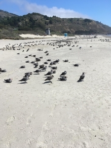 Stinson Beach